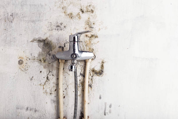 Office Mold Removal Services in Dania Beach, FL