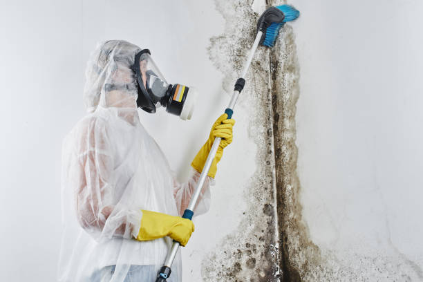 Best Black Mold Removal  in Dania Beach, FL