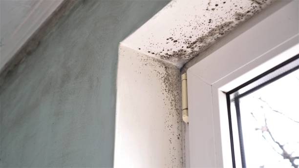 Trusted Dania Beach, FL Mold Removal Experts