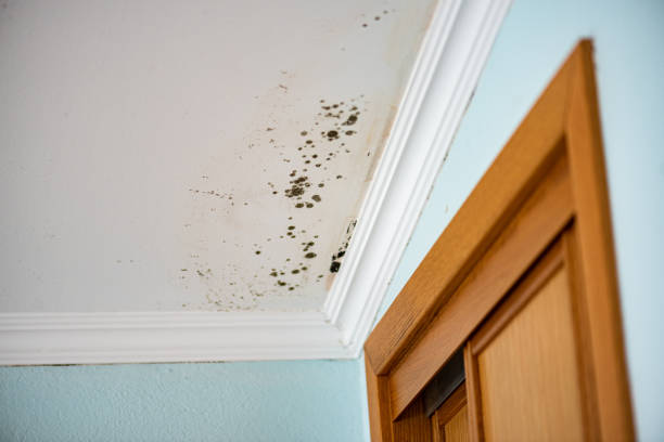 Best Attic Mold Removal  in Dania Beach, FL