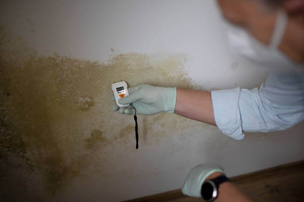 Mold Removal and Inspection in Dania Beach, FL