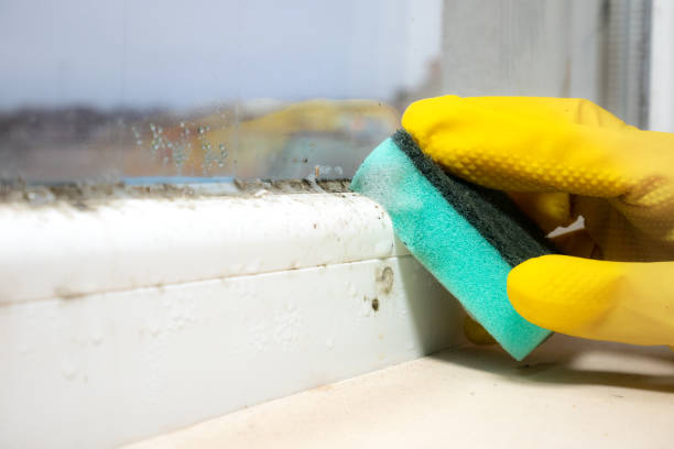 Attic Mold Removal in Dania Beach, FL