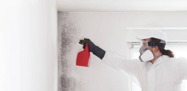 Best Mold Damage Repair  in Dania Beach, FL