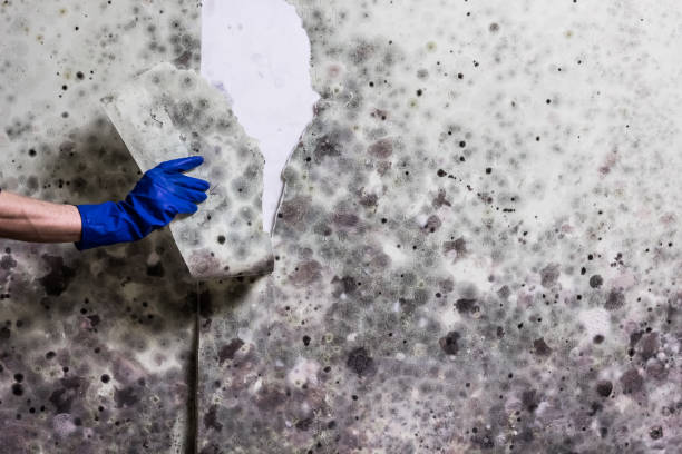 Best Office Mold Removal Services  in Dania Beach, FL