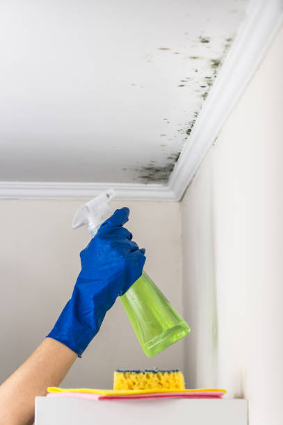 Certified Mold Removal in Dania Beach, FL